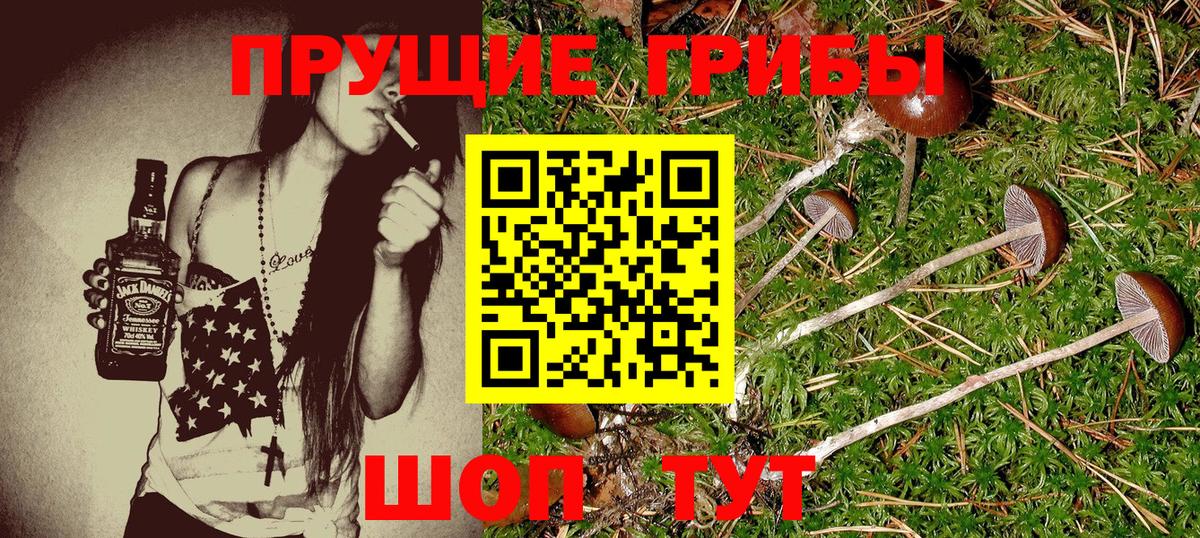 где купить   Псилоцибиновые грибы Psilocybe  Вход с VPN  Богданович 